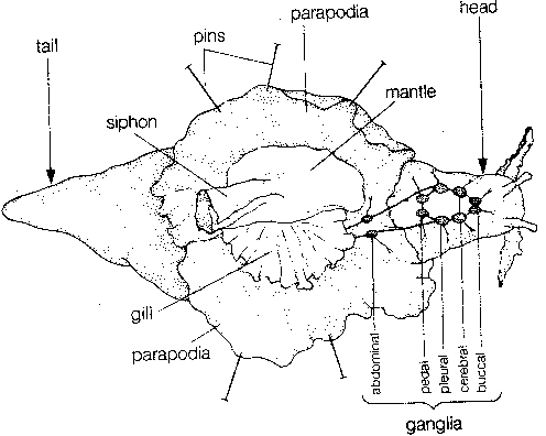Line drawing of Aplysia with open mantle exposing siphon
