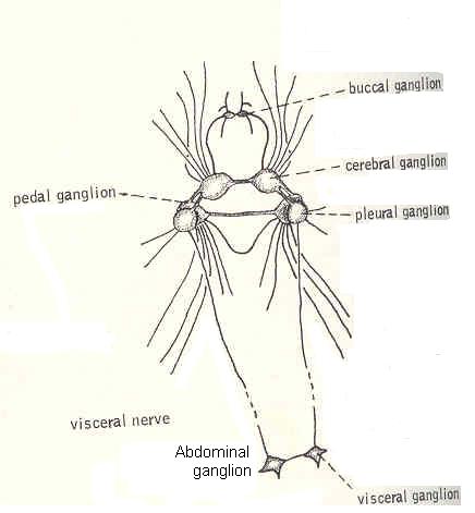 Cartoon of Aplysia ganglia
