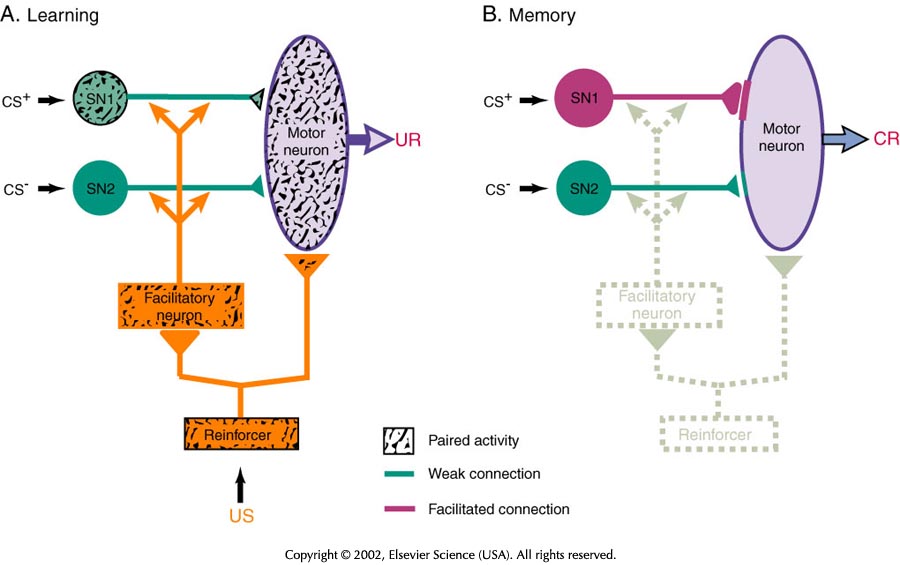 Learning and Memory are similar but distinct