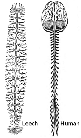 Comparison of Leech and Human Nervous Systems