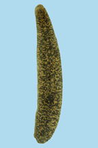 Percymoorensis marmorata from Canada