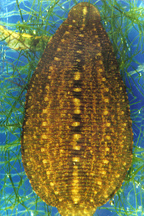 Placobdella ornata from Canada; parasitic on turtles