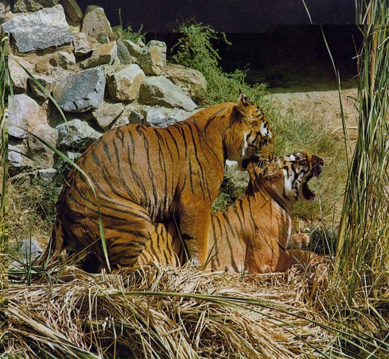 Tigers copulating