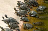 Red-eared sliders on a lake shore
