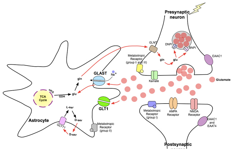 Glial cells are important for reuptake and conversion