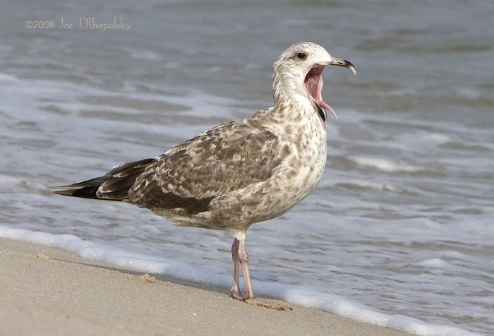 Sea Gull Yawning
